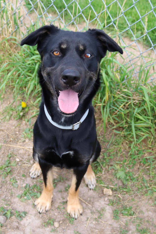 Odessa, an adoptable Shepherd in AUSTIN, MN