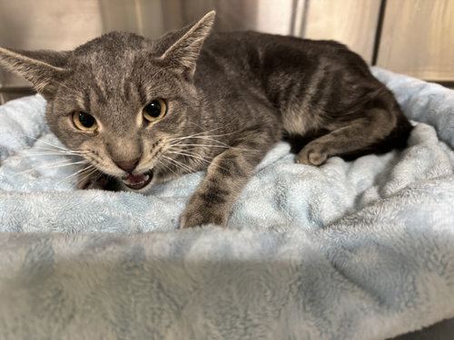 Clark, an adoptable Tiger in AUSTIN, MN