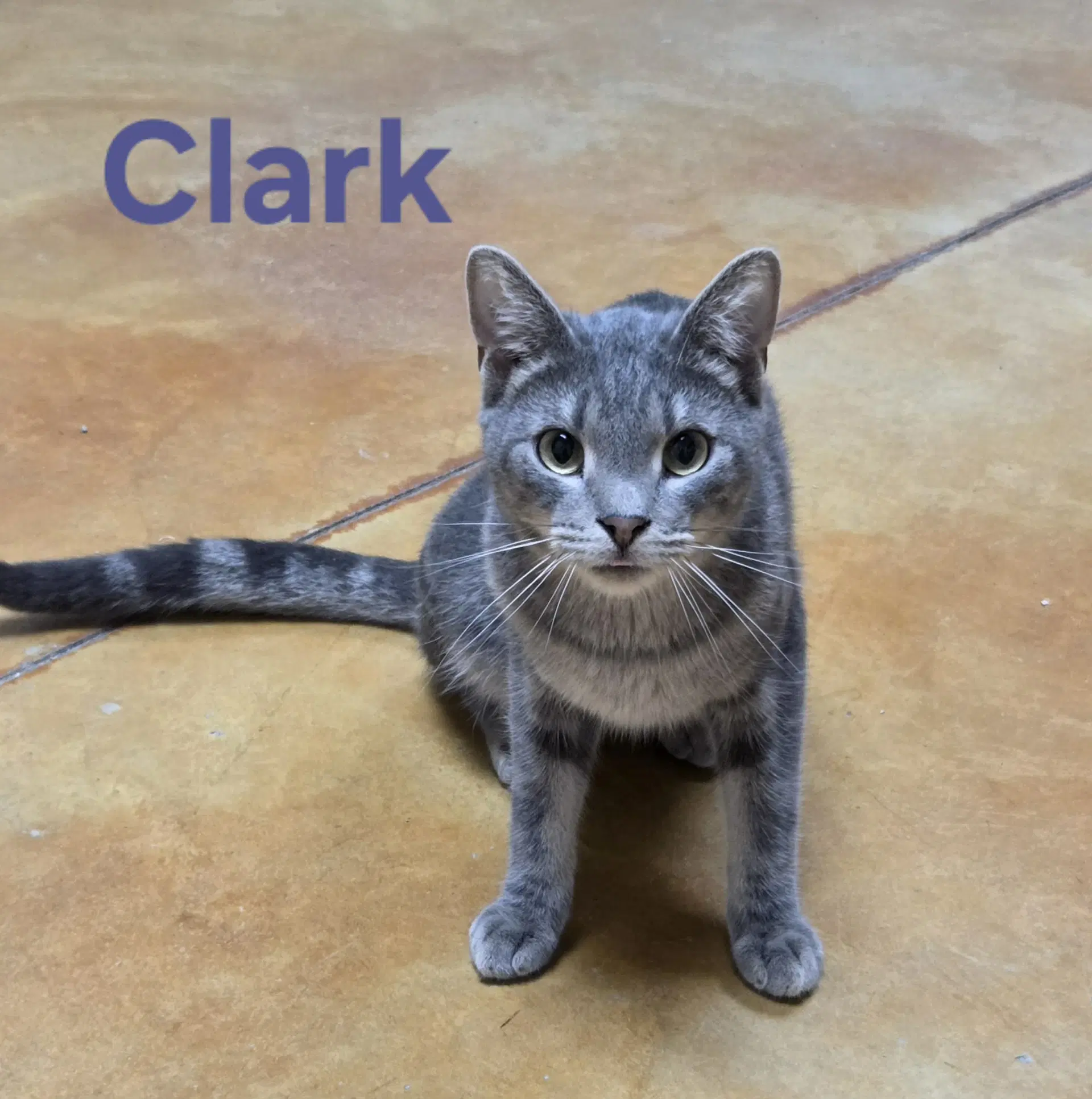 Clark - Tiger