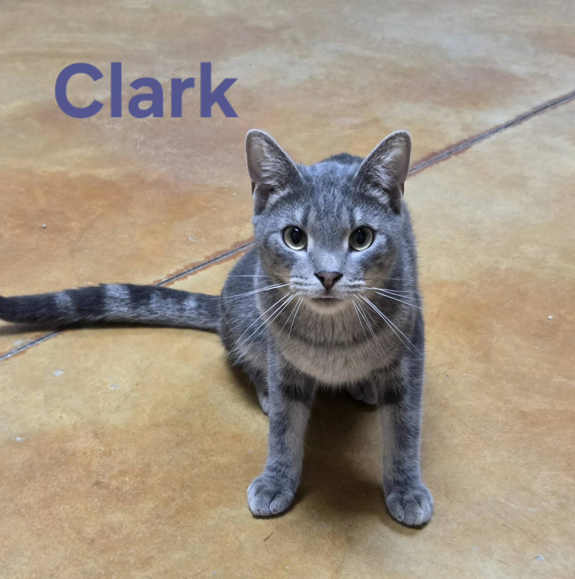 Clark