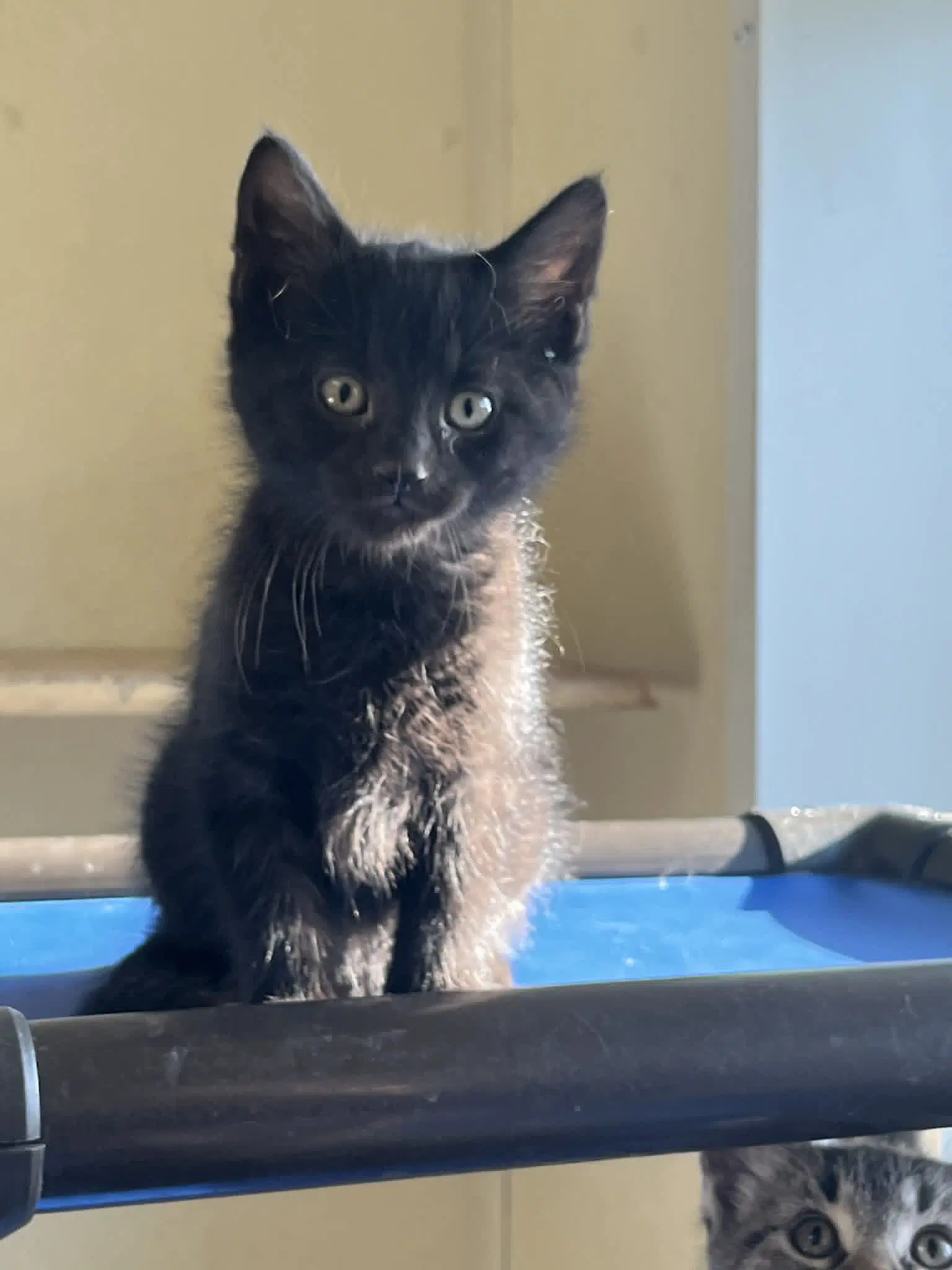 Cindy - Domestic Short Hair