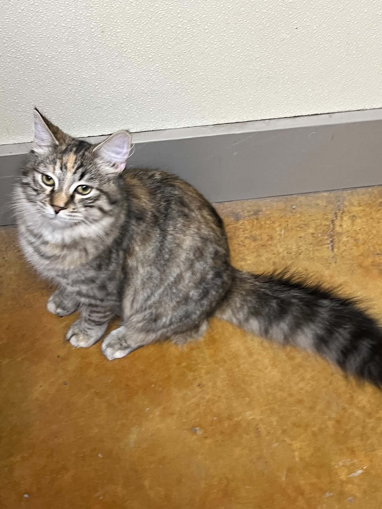 Lil - Calico