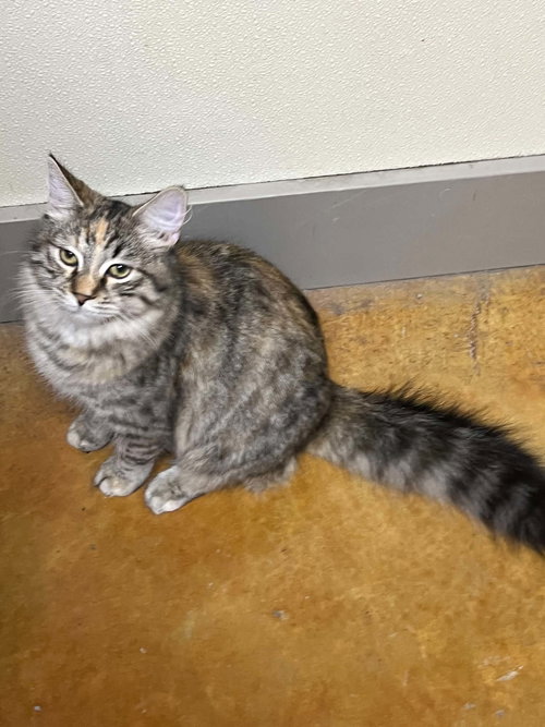 Lil, a cat for adoption from Mower County Humane Society