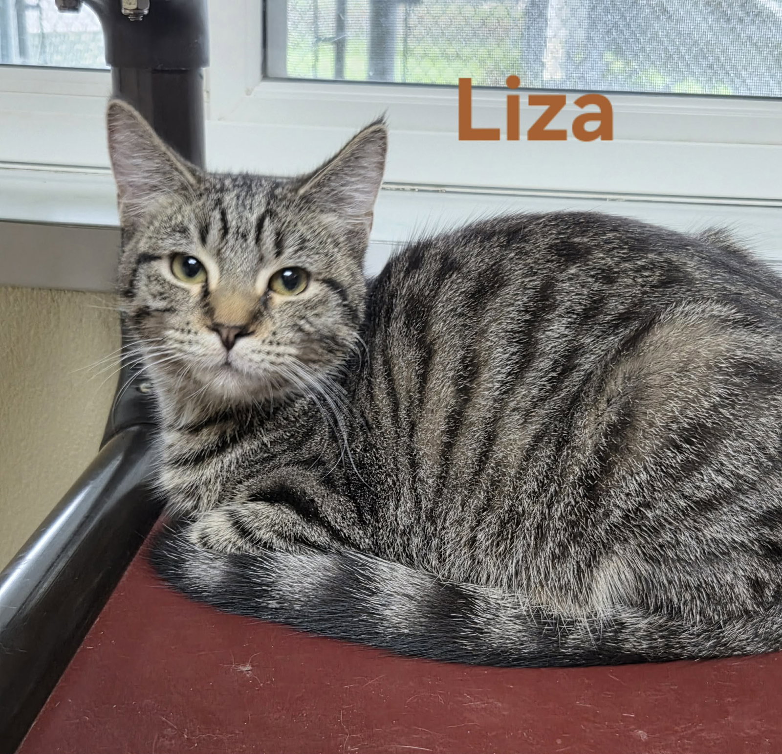 Liza