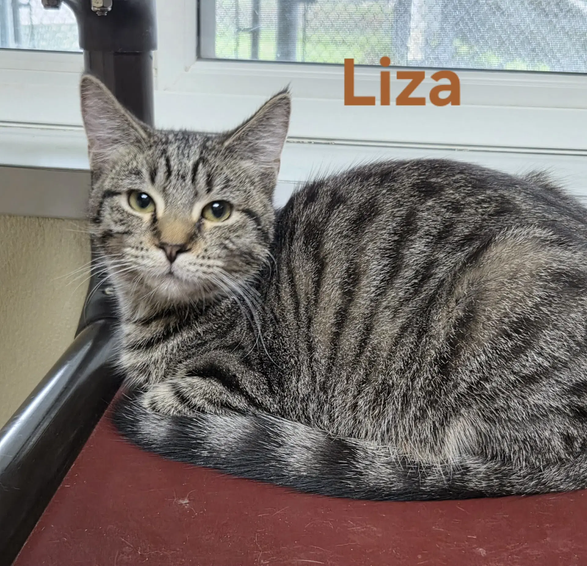 Liza image 3
