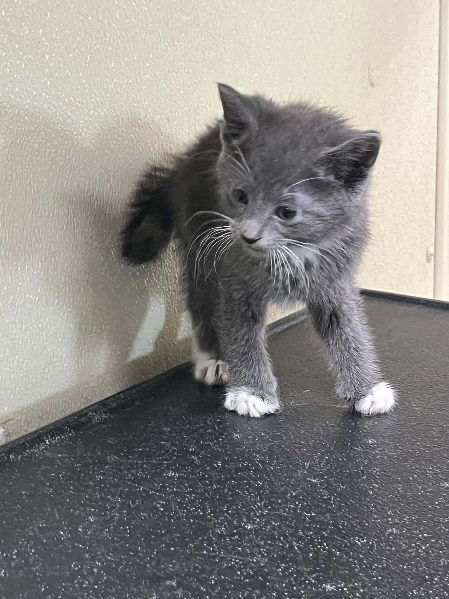 Phlox - Domestic Short Hair