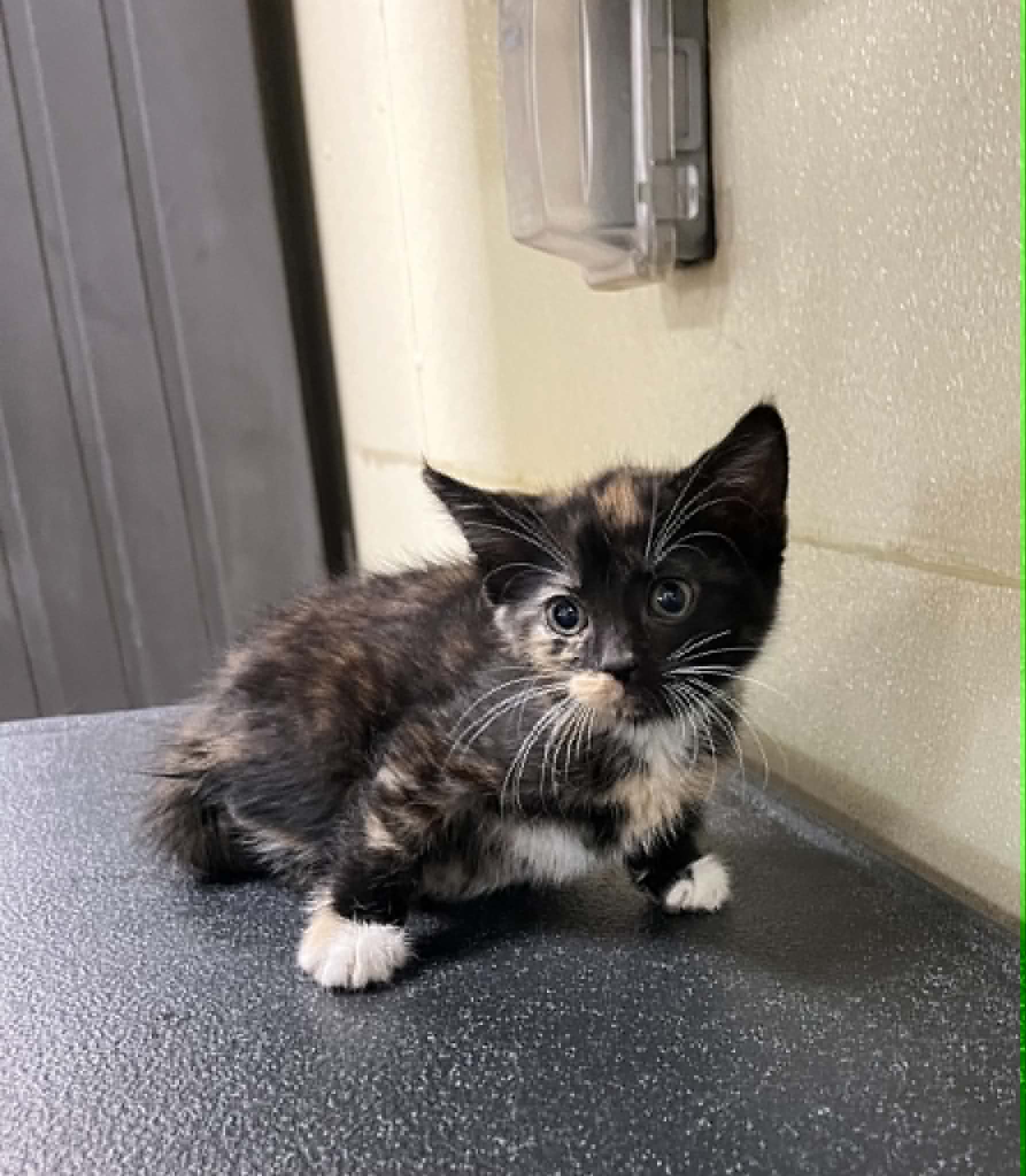 Lilly - Tortoiseshell