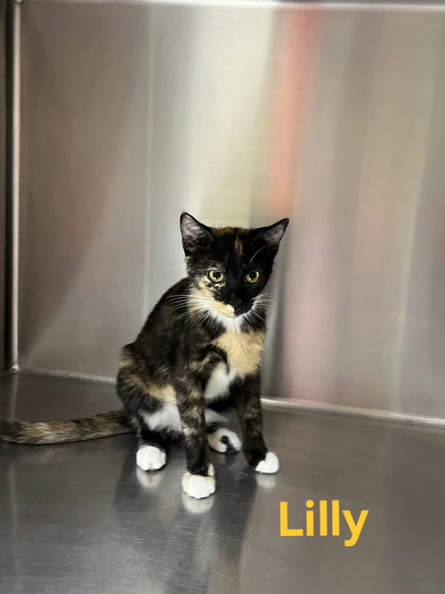 Lilly, a cat for adoption from Mower County Humane Society