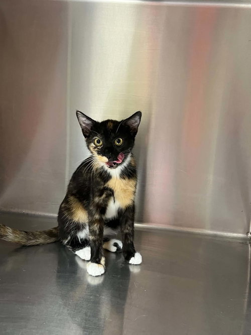 Photo 3 of Lilly