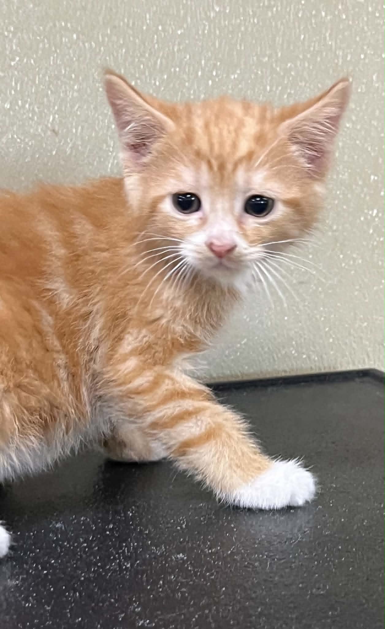 Dandy - Domestic Short Hair