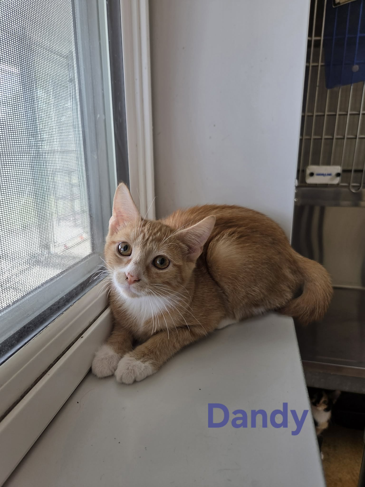 Dandy
