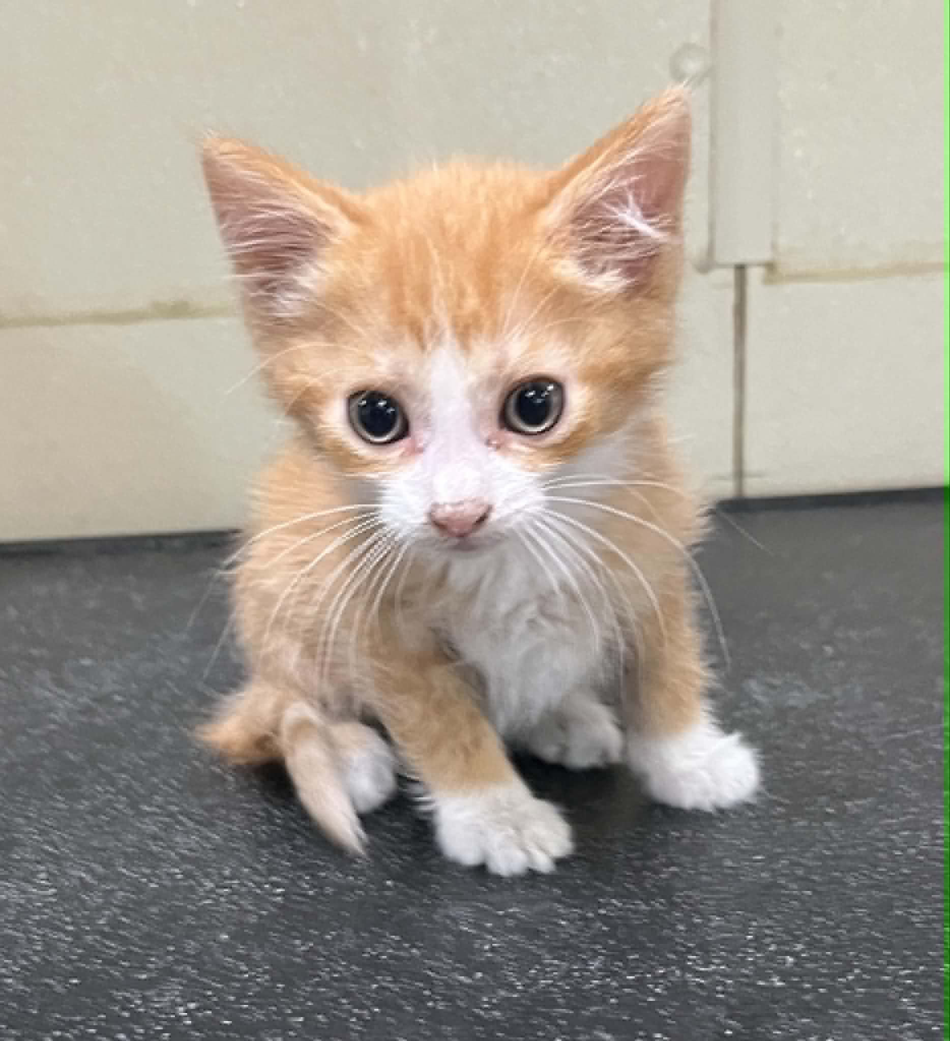 Sasha - Domestic Short Hair