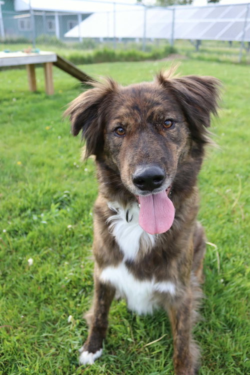 Tucker, an adoptable Border Collie in AUSTIN, MN