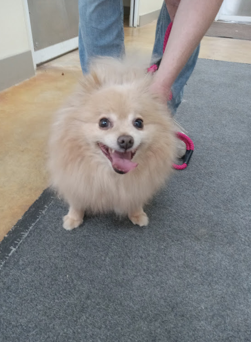 Frankie, an adoptable Pomeranian in AUSTIN, MN