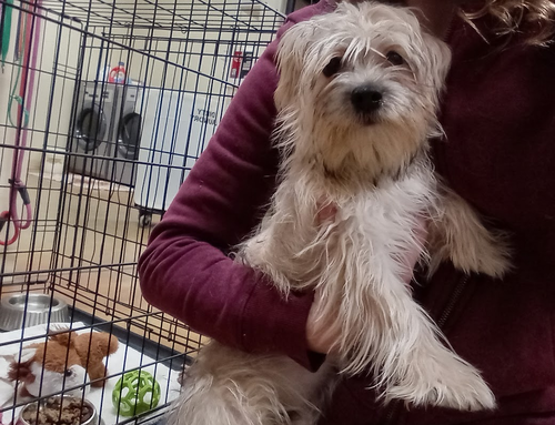 Spruce, an adoptable Yorkshire Terrier Yorkie in AUSTIN, MN
