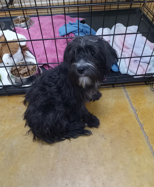Fennel, an adoptable Poodle in AUSTIN, MN