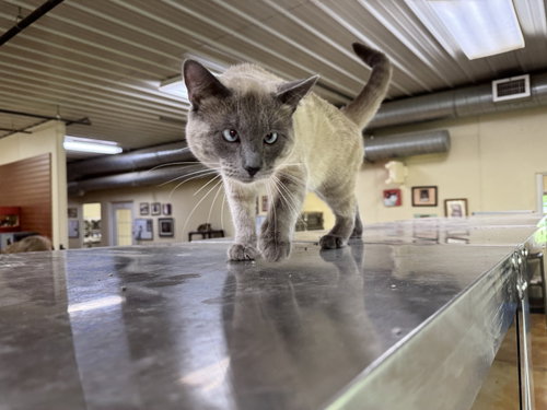 Smokey, an adoptable Siamese in AUSTIN, MN