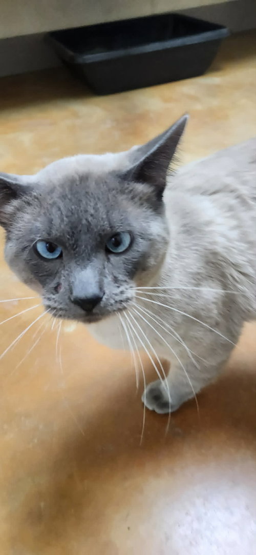 Smokey, Adult Siamese (short coat), cat for adoption in Austin, Minnesota