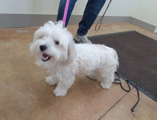 Bear, an adoptable Poodle in AUSTIN, MN