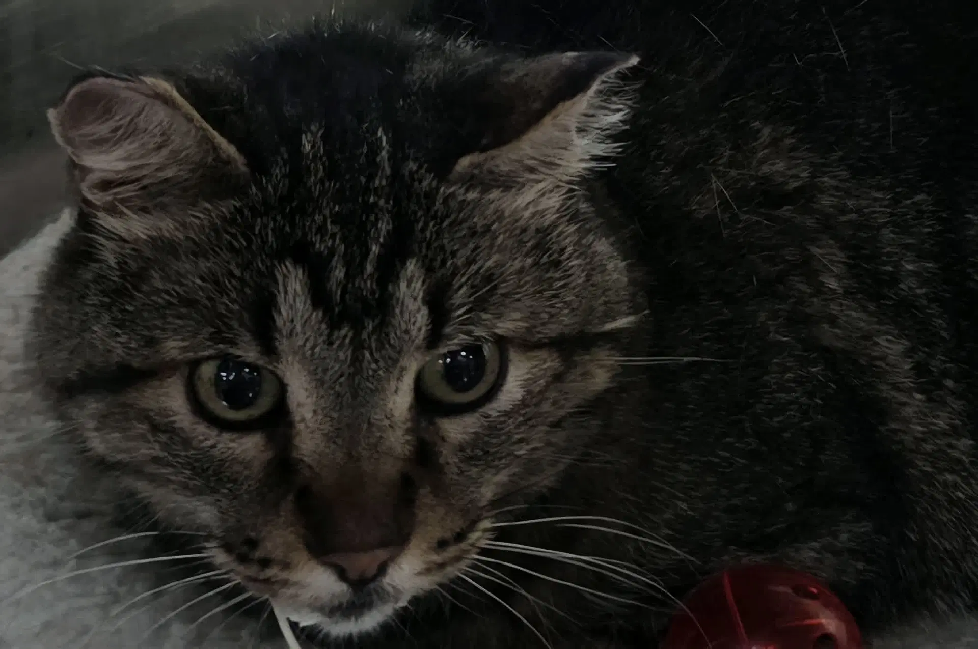 Lucky - Tiger
