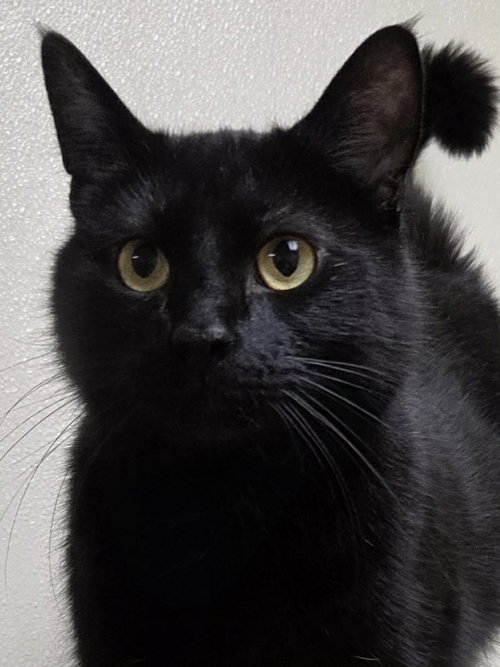Thor, Adult Domestic Short Hair (short coat), cat for adoption in Austin, Minnesota