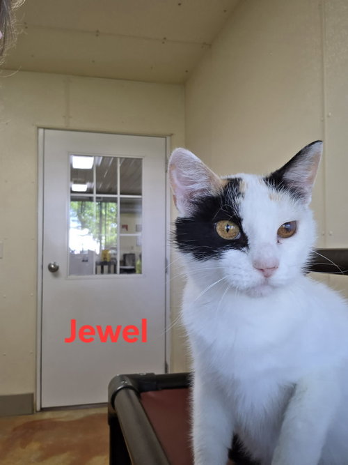 Jewel photo 7