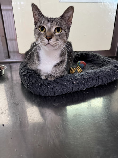 Darlene, Adult Domestic Short Hair (short coat), cat for adoption in Rochester, Minnesota