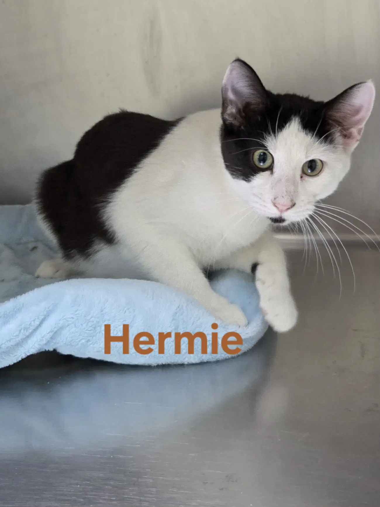 Hermie image 4