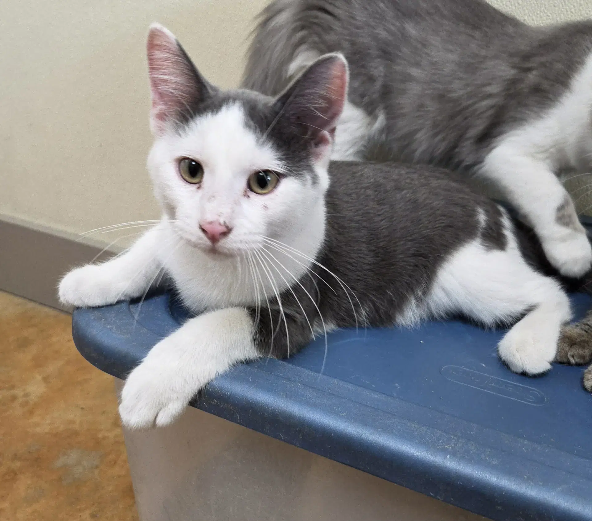 Henry - Domestic Short Hair