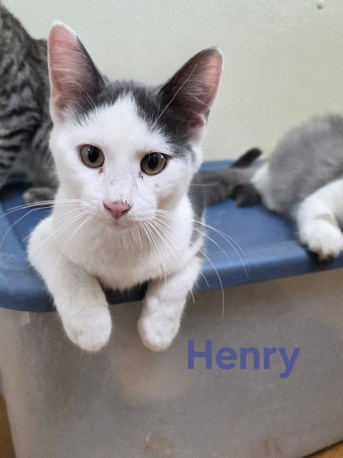 Photo 4 of Henry