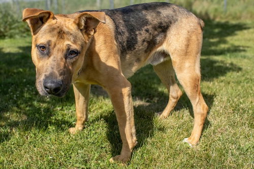 Ridge, an adoptable Doberman Pinscher in AUSTIN, MN