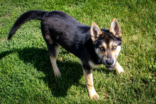 Rowdy, an adoptable German Shepherd Dog in AUSTIN, MN