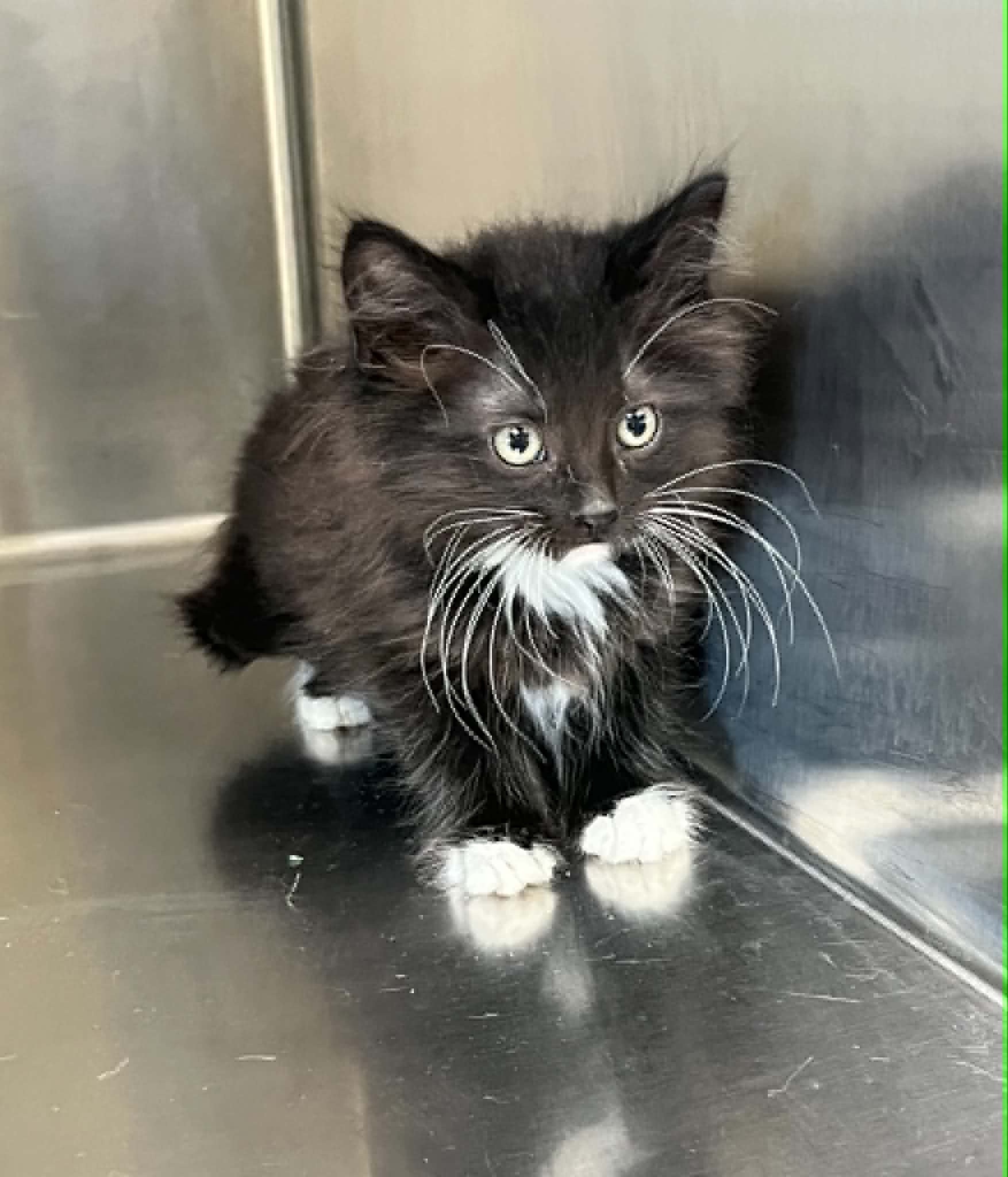 Cheese - Domestic Short Hair