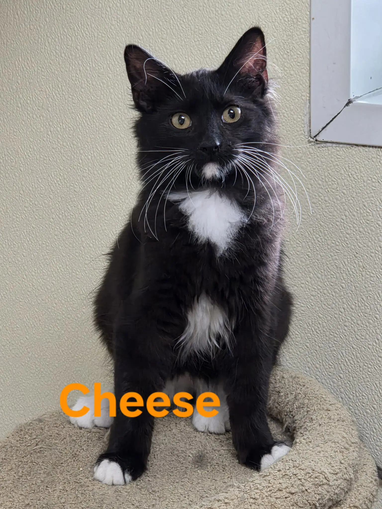 Cheese - Domestic Short Hair