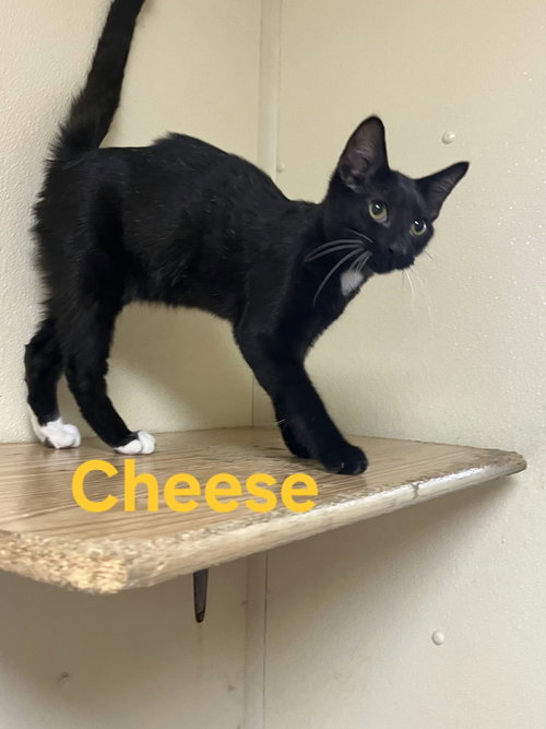 Cheese, a cat for adoption from Mower County Humane Society