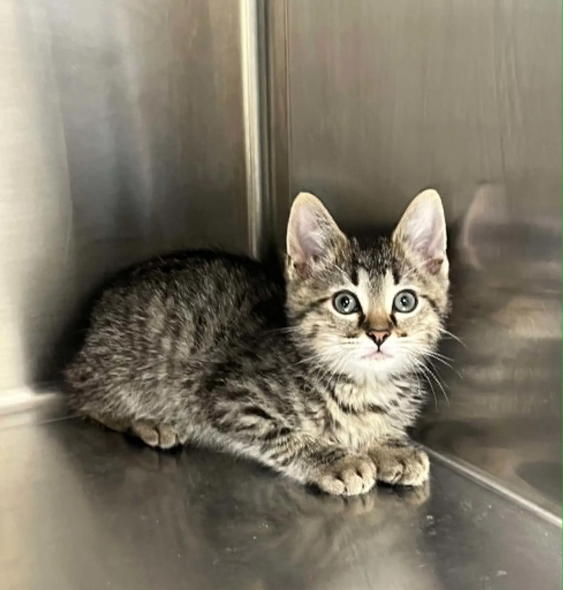 Strawberry - Domestic Short Hair