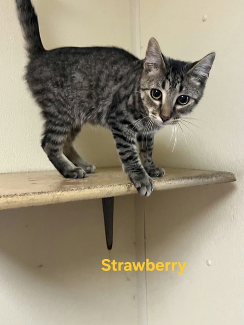 Strawberry, a cat for adoption from Mower County Humane Society