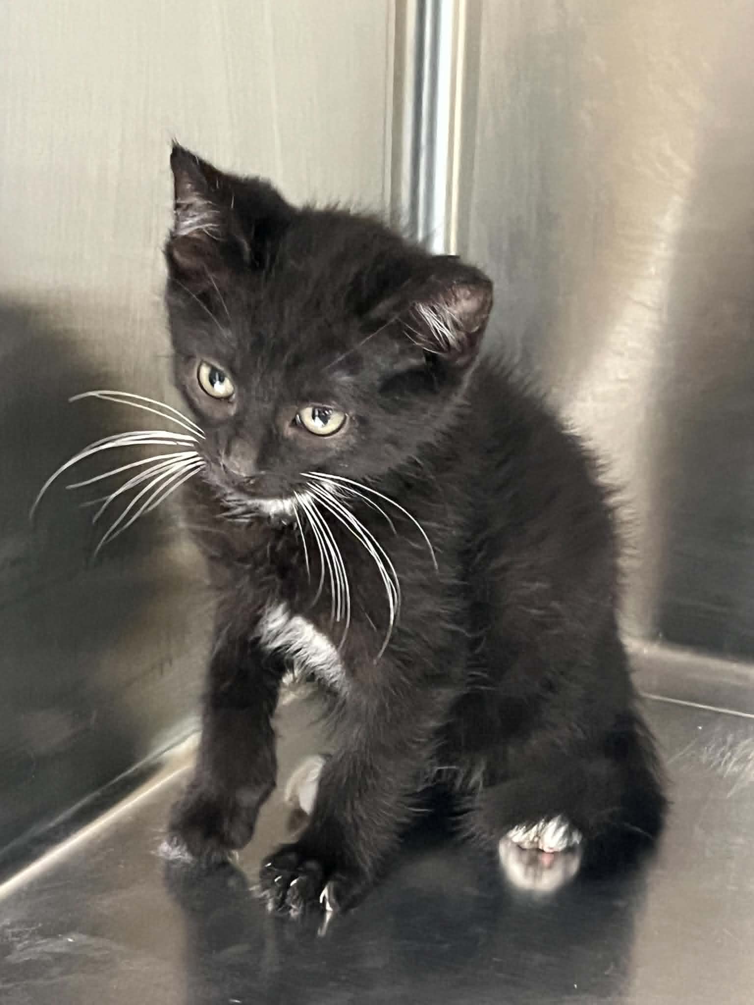 Cucumber - Domestic Short Hair