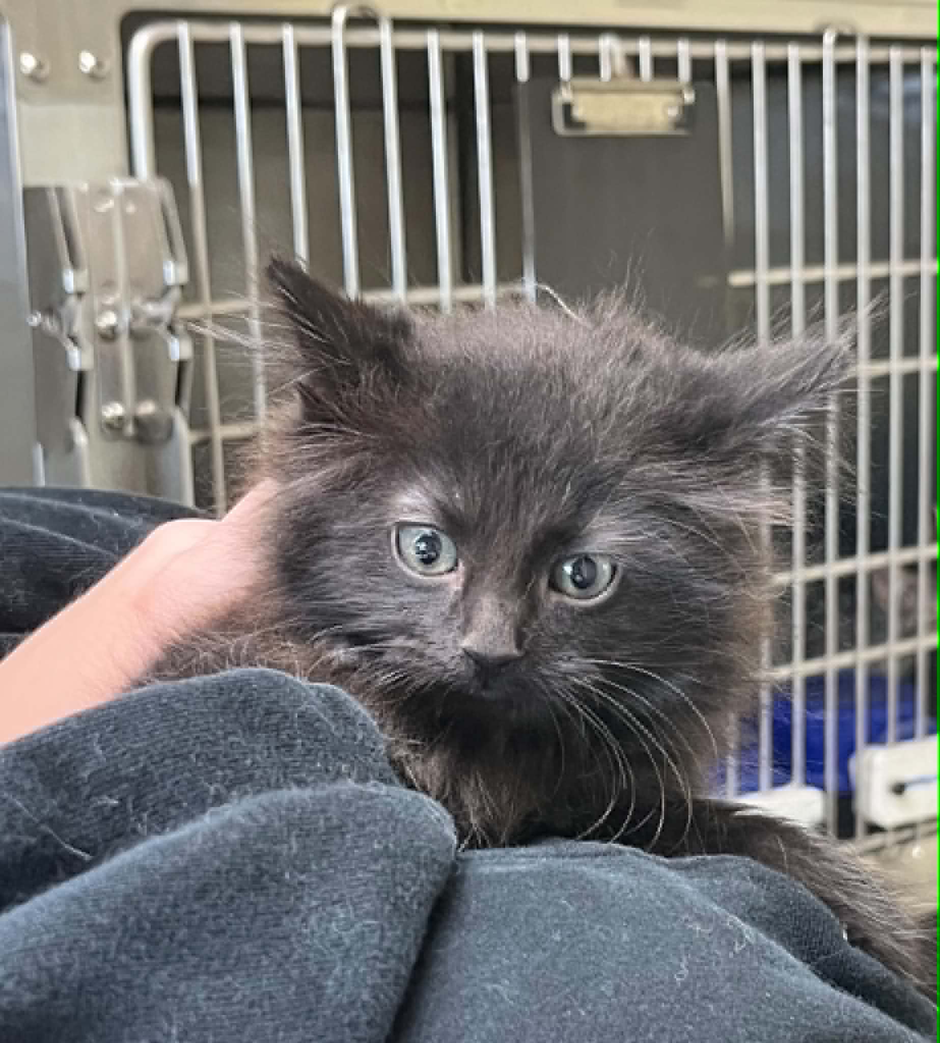 Ember - Domestic Medium Hair