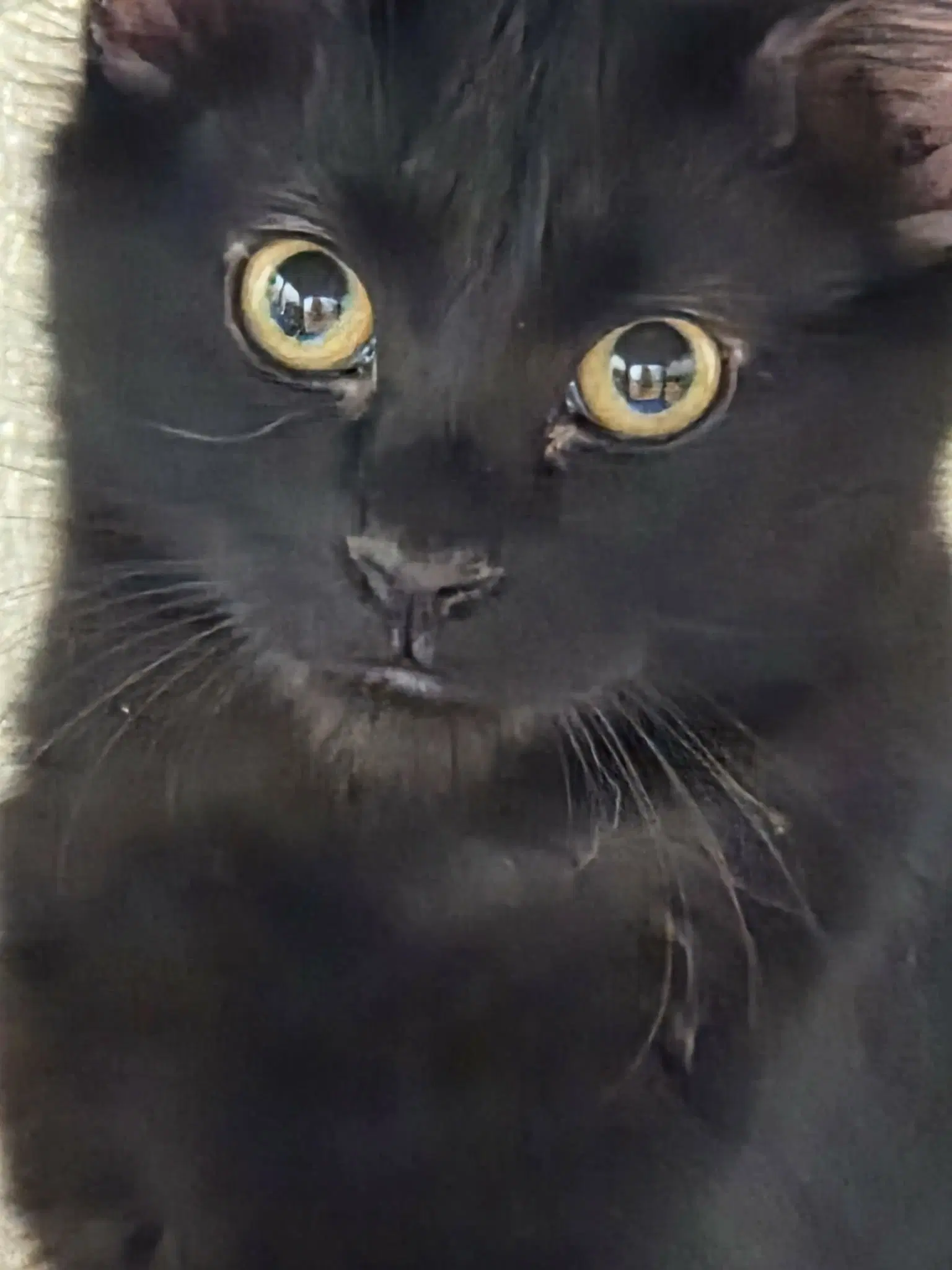 Ember image 2