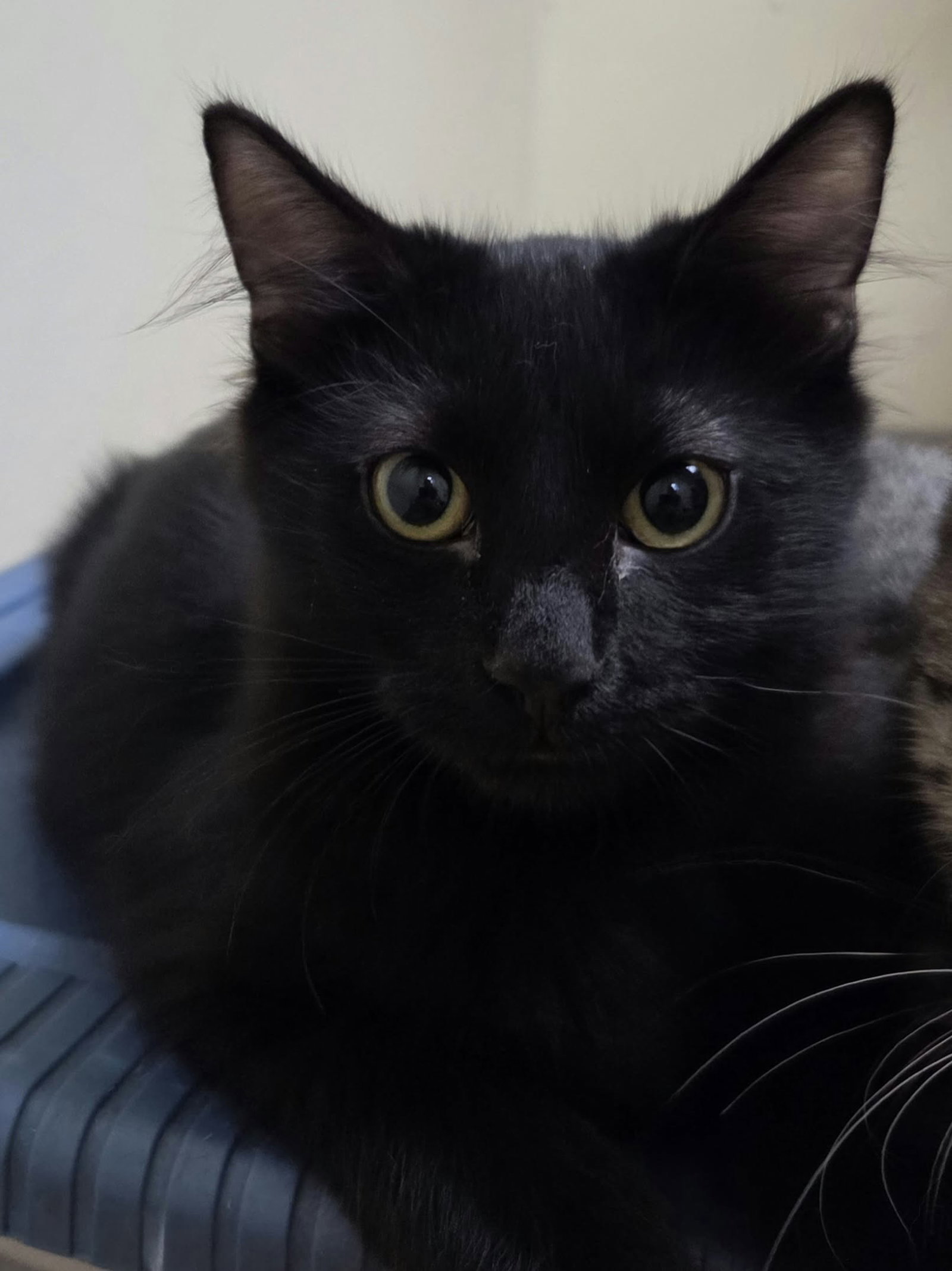 Ember, photo 7
