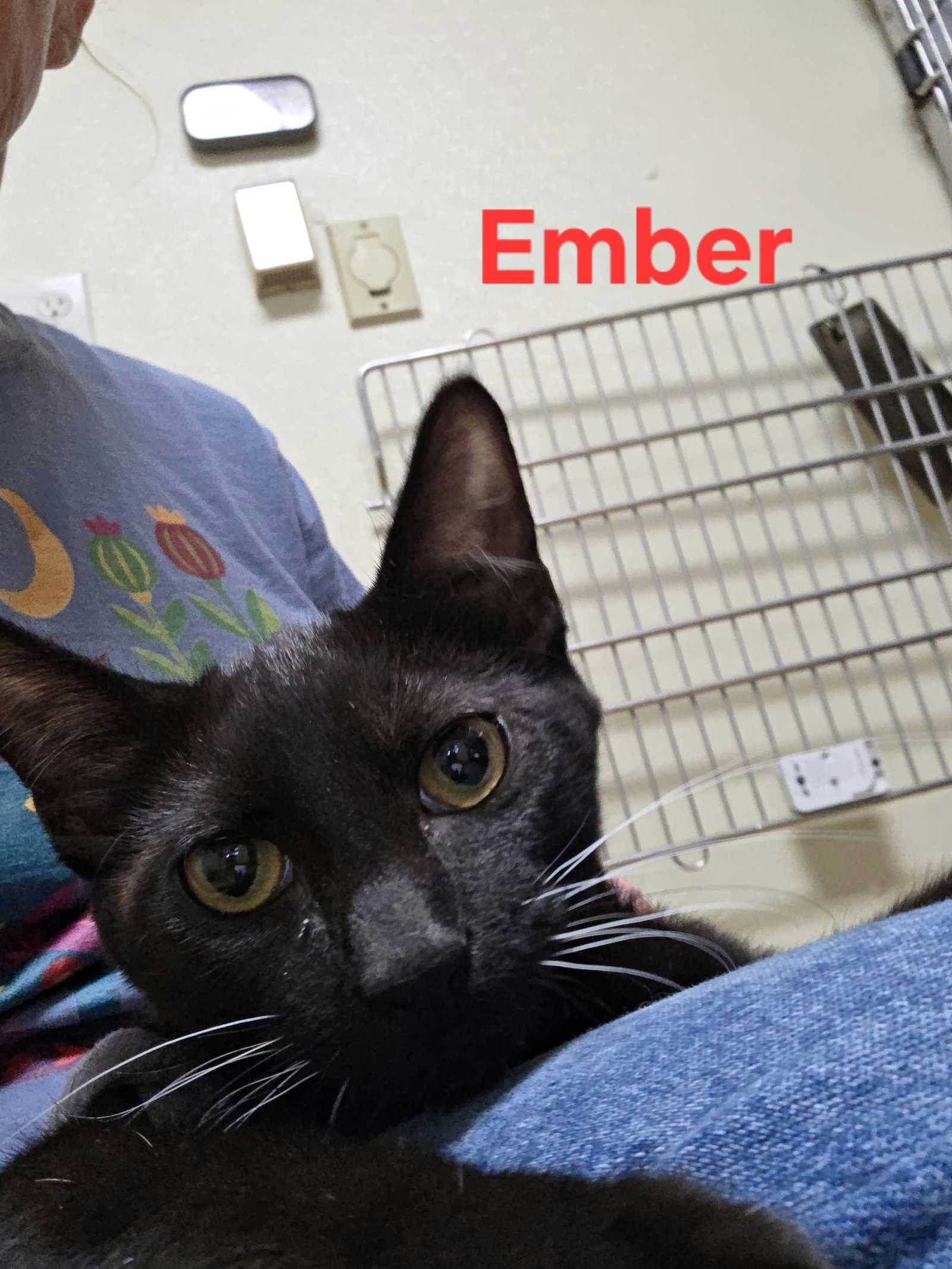 Ember, photo 9