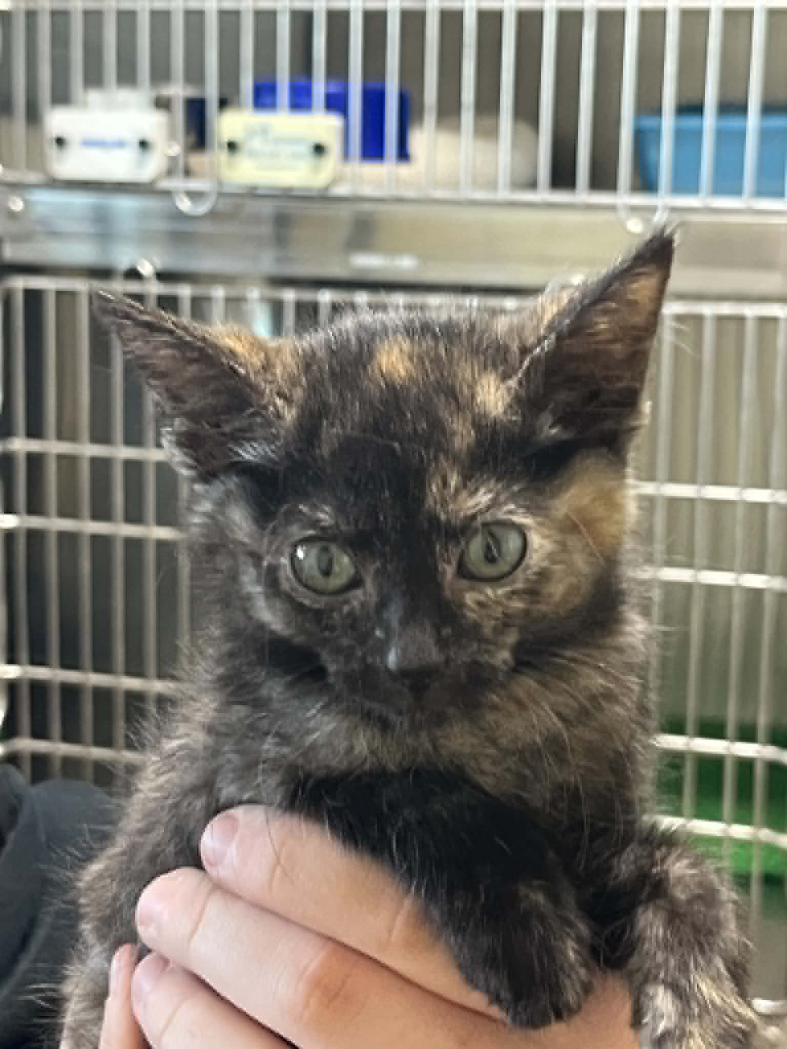 Stormy - Tortoiseshell
