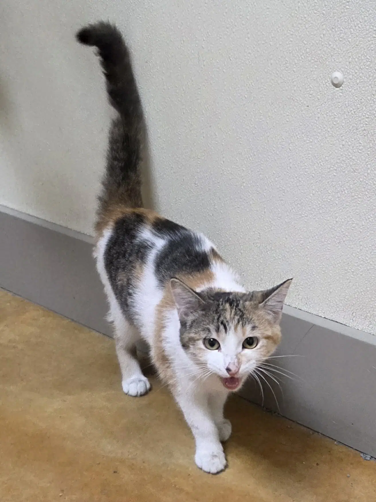 Reese - Calico