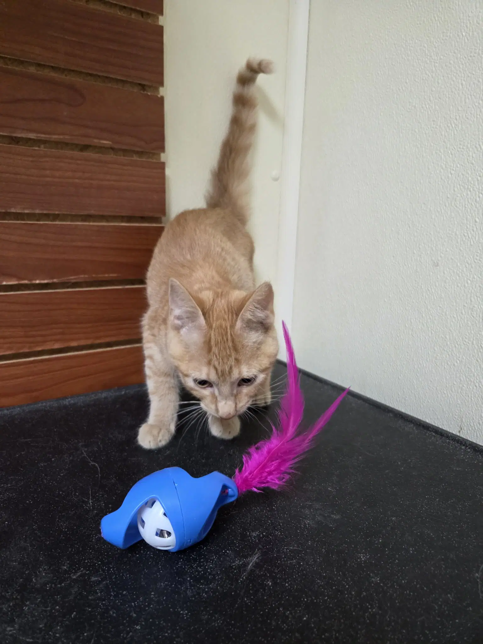 Frankie image 4
