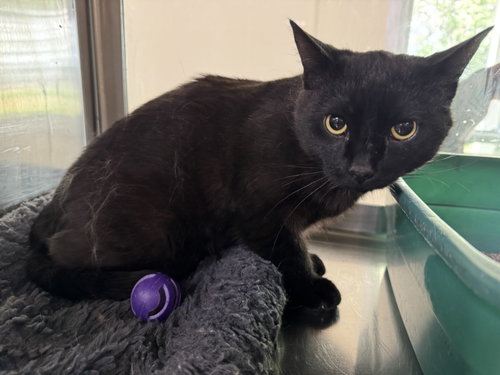TC, an adoptable Domestic Short Hair in AUSTIN, MN
