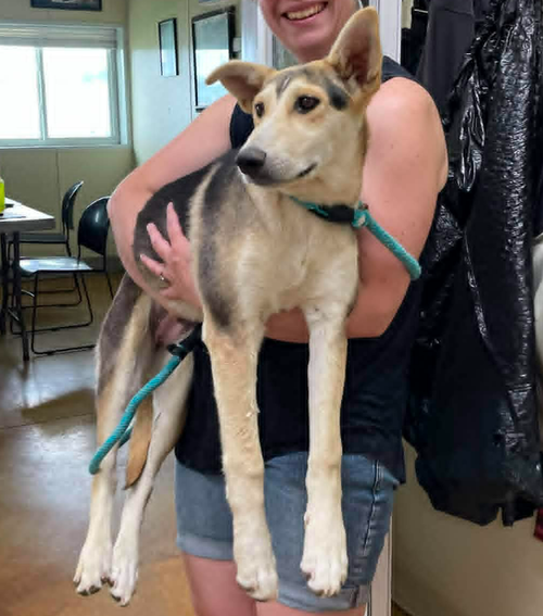 Coral, an adoptable Shepherd in AUSTIN, MN