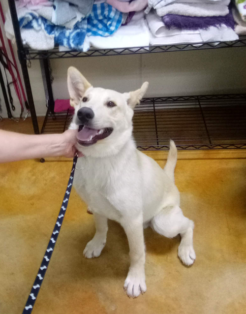 Corbett (adoption pending), an adoptable Shepherd in AUSTIN, MN
