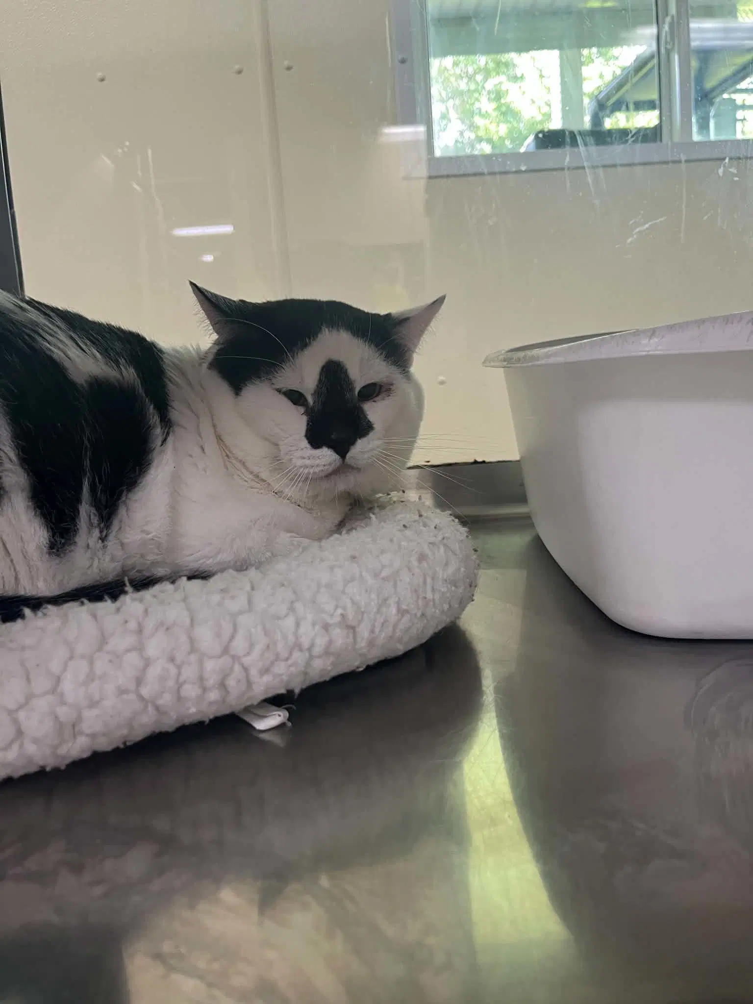 Arrow - Domestic Short Hair
