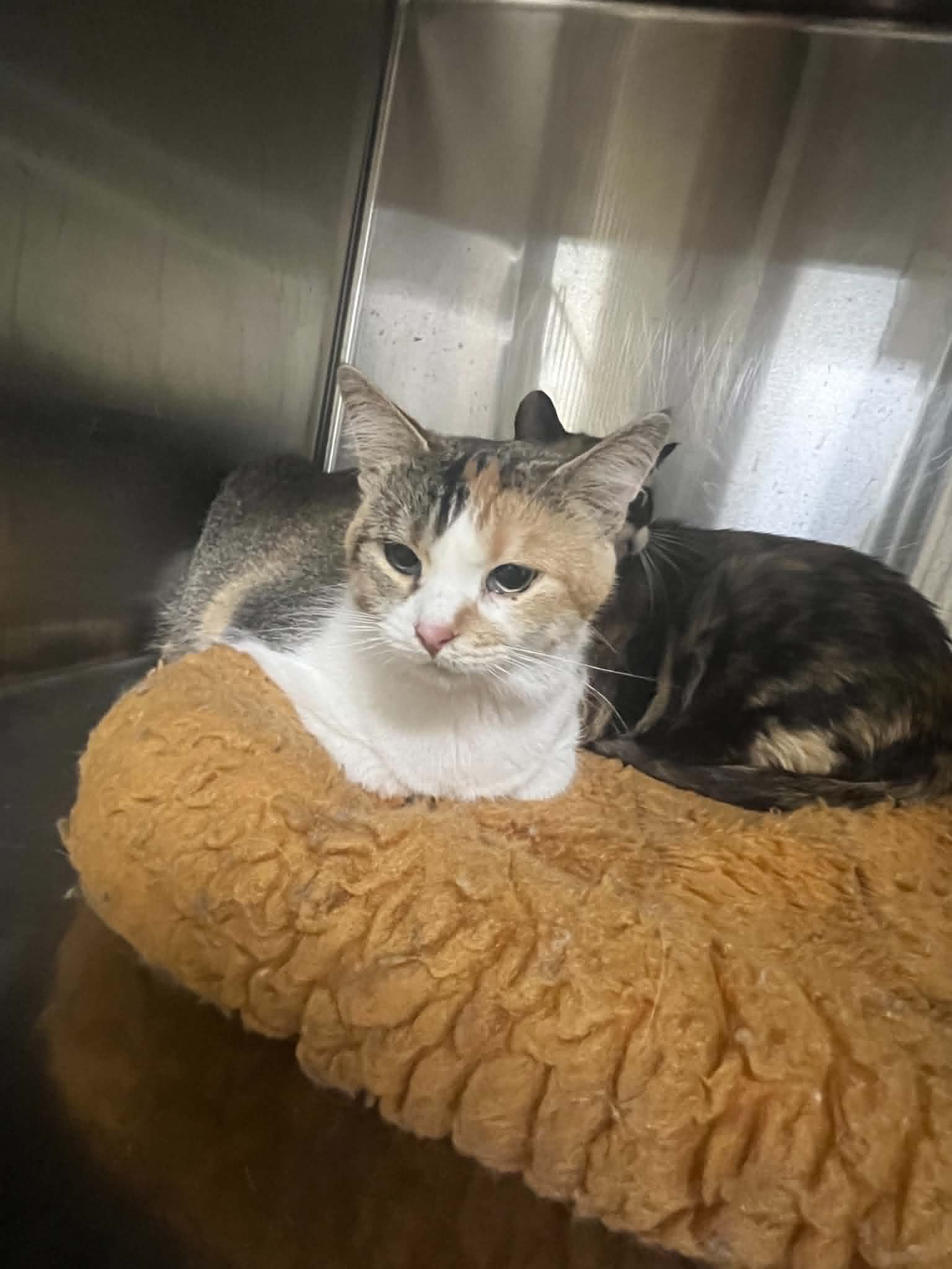 Spade - Calico
